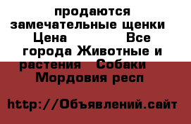 продаются замечательные щенки › Цена ­ 10 000 - Все города Животные и растения » Собаки   . Мордовия респ.